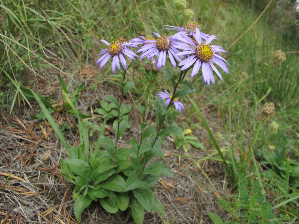 Aster amellus L., 1753